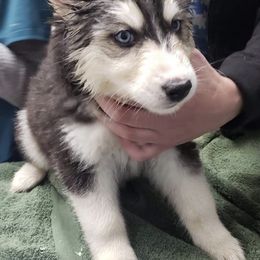 Siberian Huskies from Throne of White Wings