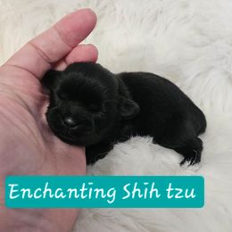 AKC  Shadow - Black male Shih Tzu puppy in Dexter, Kentucky from Enchanting Shih tzu