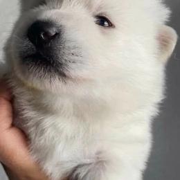 Pomeranians and Pomskies from SelfiePoms