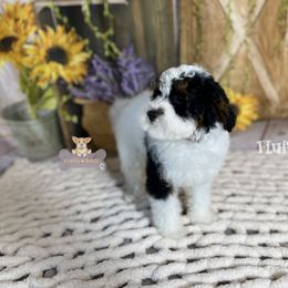 Cavalier King Charles Spaniel, Golden Retriever, and Poodle Puppies from Fluffy Buttz