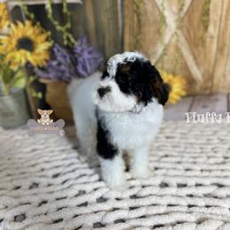 Cavalier King Charles Spaniel, Golden Retriever, and Poodle Puppies from Fluffy Buttz