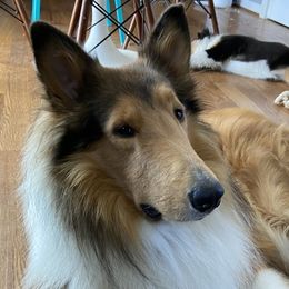 Collies from DeGroat Pups