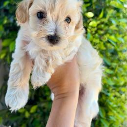 Orange (Gordon) - White male Maltipoo puppy in San Diego, California from Amanda Tsoi - Golden Maltipoo Pups