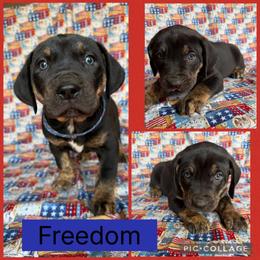 Freedom - Black male Catahoula Leopard Dog puppy in Forbes, Minnesota from North Country Catahoulas