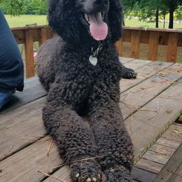 Poodle All Grown Up from Caney Creek Kennel & Grooming