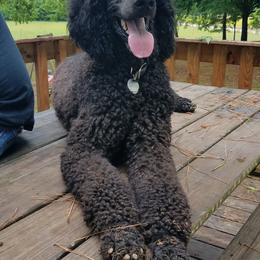 Poodle All Grown Up from Caney Creek Kennel & Grooming