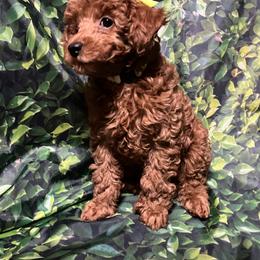 Poodle Puppies from Firebird Toy Poodles