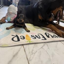 Boy 3 - Black and rust male Doberman Pinscher puppy in Elgin, Texas from New Horizons Kennels