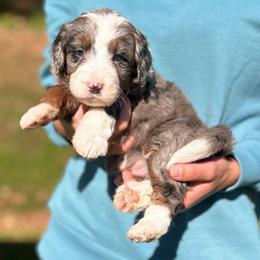 Abbey - Blue merle female Bernedoodle puppy in Sugarcreek, Ohio from Cuddly Companion Doodles
