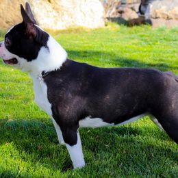Boston Terriers from RVF Boston Terriers