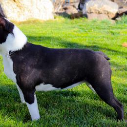 Boston Terriers from RVF Boston Terriers