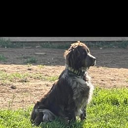 Delilah - English Springer Spaniel