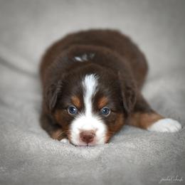 Red tri male - Red tri-color male Miniature American Shepherd puppy in Rochester, Massachusetts from Anchored Roots Miniature American Shepherds