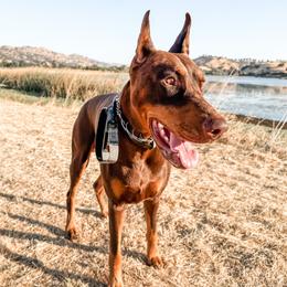 Nova - Doberman Pinscher