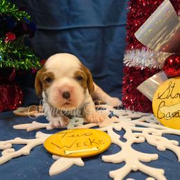 Icey - Blenheim male Cavalier King Charles Spaniel puppy in Kermit, West Virginia from Stonecoal Cavaliers