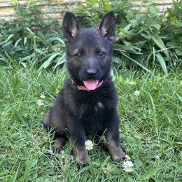 Savannah - female German Shepherd puppy in Dewy, Oklahoma from Great North Kennels