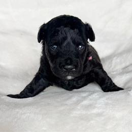 Pink Girl - Black female Pumi puppy in Fife Lake, Michigan from Nixie Kennels