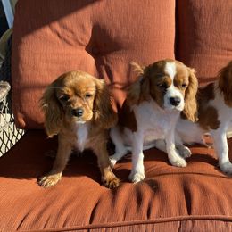 Cavalier King Charles Spaniel Puppies from Sunflower Cavaliers