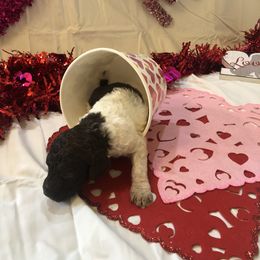 Poodle Puppies from Wild Orchid Poodles