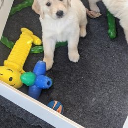 Golden Retriever Puppies from Sandy's Golden Pups