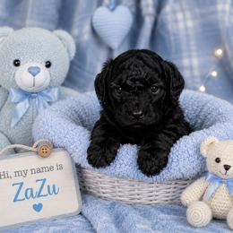 Zazu - Black and white male Shihpoo puppy in Hertford, North Carolina from Heaven Sent Shihpoo's