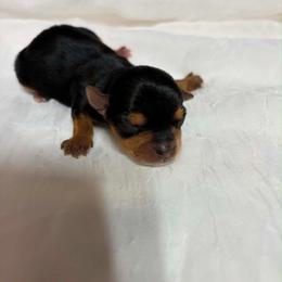 Pixie - Black and tan female Yorkshire Terrier puppy in Navarre, Florida from KAYY services