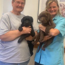 Labrador Retriever All Grown Up from WoodDuck