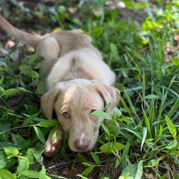 Sage - Yellow female Labrador Retriever puppy in Archer Lodge, North Carolina from Archer Lodge Labradors