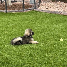 Tibetan Spaniel Puppies from Snowpine Ranch