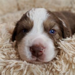 Ramen - Red tri-color male Australian Shepherd puppy in Coatesville, Pennsylvania from Little Acre Aussies