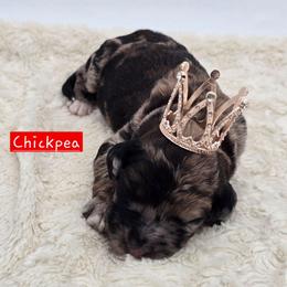 Chickpea - Sable female Bernedoodle puppy in Neillsville, Wisconsin from Granton Creek