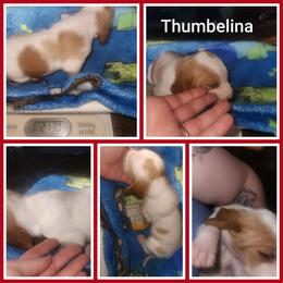 Thumbelina - Red and white female Basset Hound puppy in Mill Springs, North Carolina from Mountain View Basset Hounds