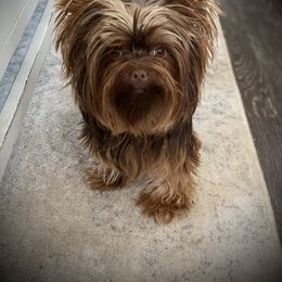 Shih Tzu, Shorkie, Yorkipoo, and Yorkshire Terrier Puppies from Little Rascal Ranch