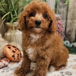 Aussiedoodles, Cavalier King Charles Spaniels, Cavapoos, and Poodles from Leerose Puppies