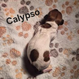 Calypso - Piebald female Dachshund puppy in Sibley, Missouri from Weiner Warriors