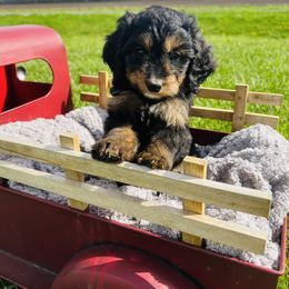 Assorted Doodle Crosses, Aussiedoodle, Bernedoodle, and Poodle Puppies from Pear Tree Prairie Doodles