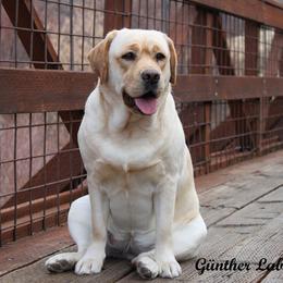 Labrador Retriever puppies from Günther Labradors