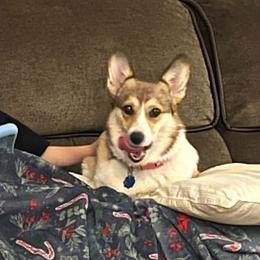 Roxy - Sable female Pembroke Welsh Corgi puppy in Morton, Mississippi from Crown AB Farms Pembroke Welsh Corgis