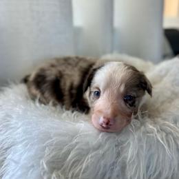 Tortellini - White and red merle female Bordoodle puppy in Valley Center, California from Circle R Valley Bordoodls