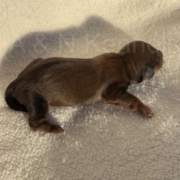 Girl 1 - Sable female Dachshund puppy in Brandon, Mississippi from A & N Kennels