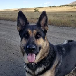 Baha - German Shepherd