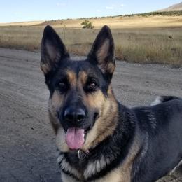 Baha - German Shepherd