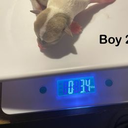 Chihuahua Puppies from Karolina Kennels