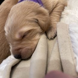 Golden Retriever Puppies from Tradershire Goldens