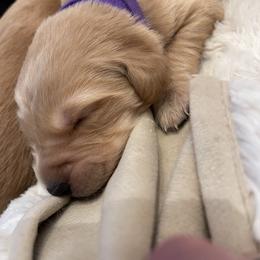 Golden Retriever Puppies from Tradershire Goldens