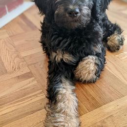 Goldendoodle Puppies from Penny Lane’s Doodles