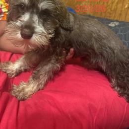 Rex (red collar) - Liver male Miniature Schnauzer puppy in Chicago, Illinois from Cuddly Cutts Pets