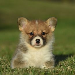Red Female - Red female Pembroke Welsh Corgi puppy in Kansas City, Missouri from Willow Creek Corgis
