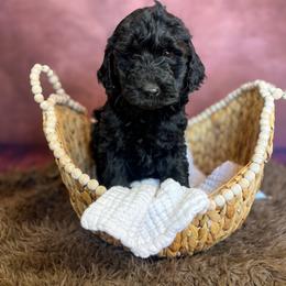 Quad - Black male Goldendoodle puppy in Grove, Oklahoma from Guinn Family Farms