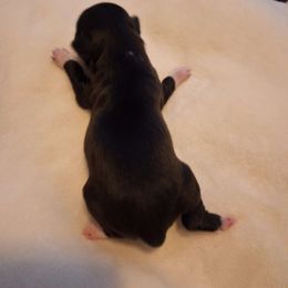 Hunter - Black and white Chihuahua puppy in Haines City, Florida from Kassafina Kennel